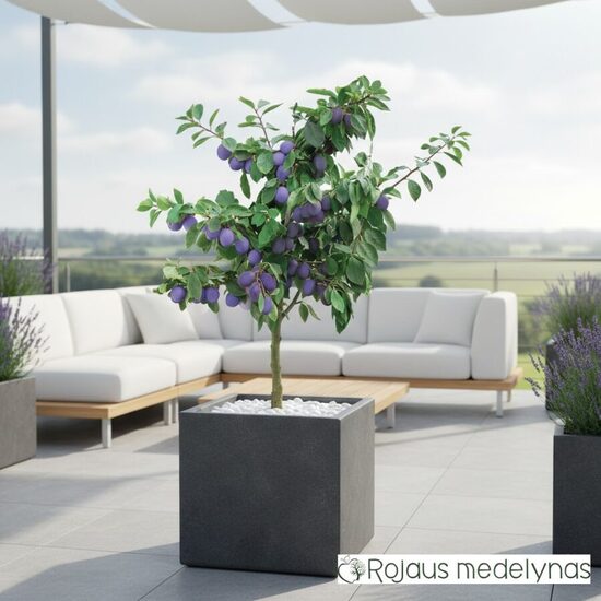 Nykštukiniai / koloniniai vaismedžiai